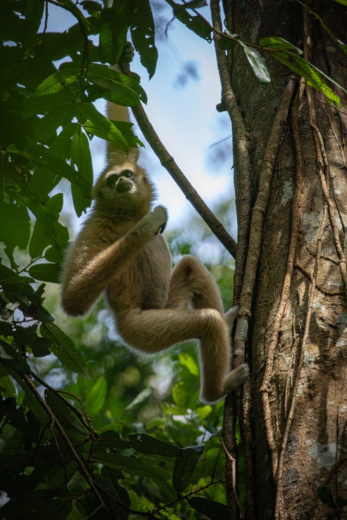 White Handed Gibbon