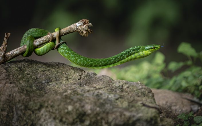 Asian Vine Snake
