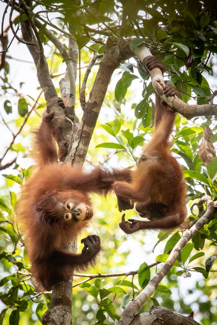 Young Orangutans playing