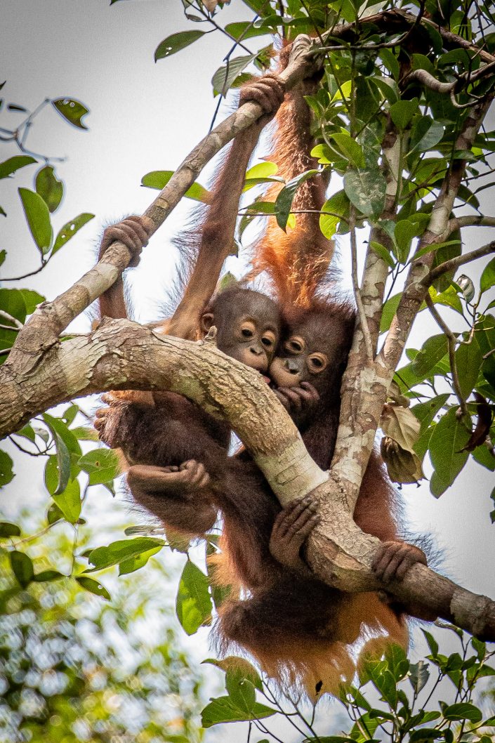 Young Orangutans