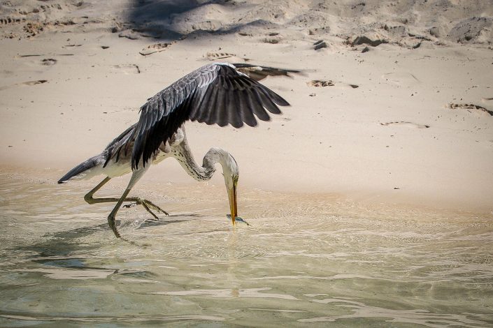 Heron catching fish
