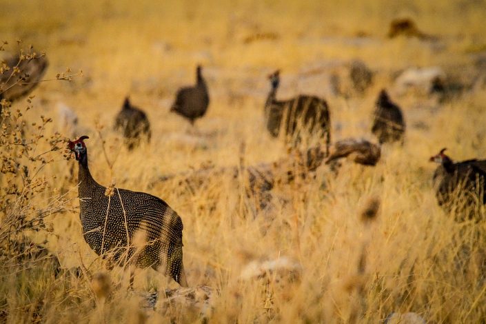 Guinea Fowl