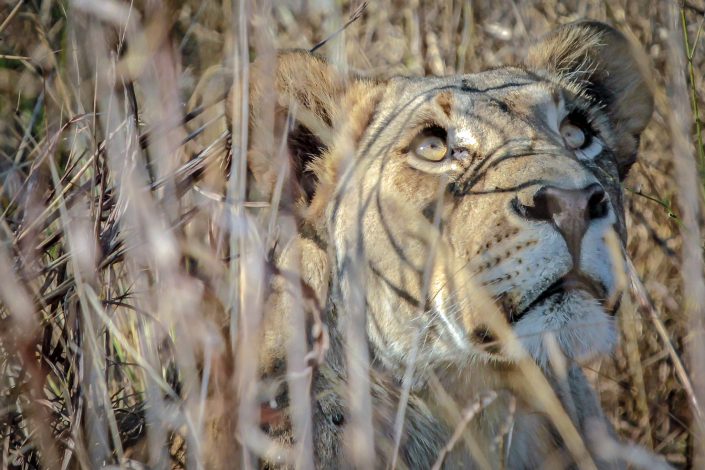 Lion looking up while hiding in the grass