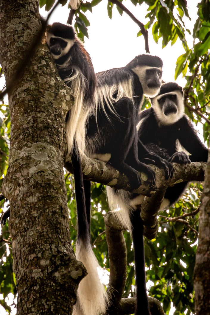 Black-and-white Colobus Monkeys