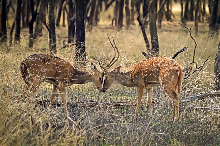 Chital (Spotted) Deer